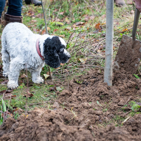 Sustainable Surrey Business plants a tree for every new Shere Kitchen